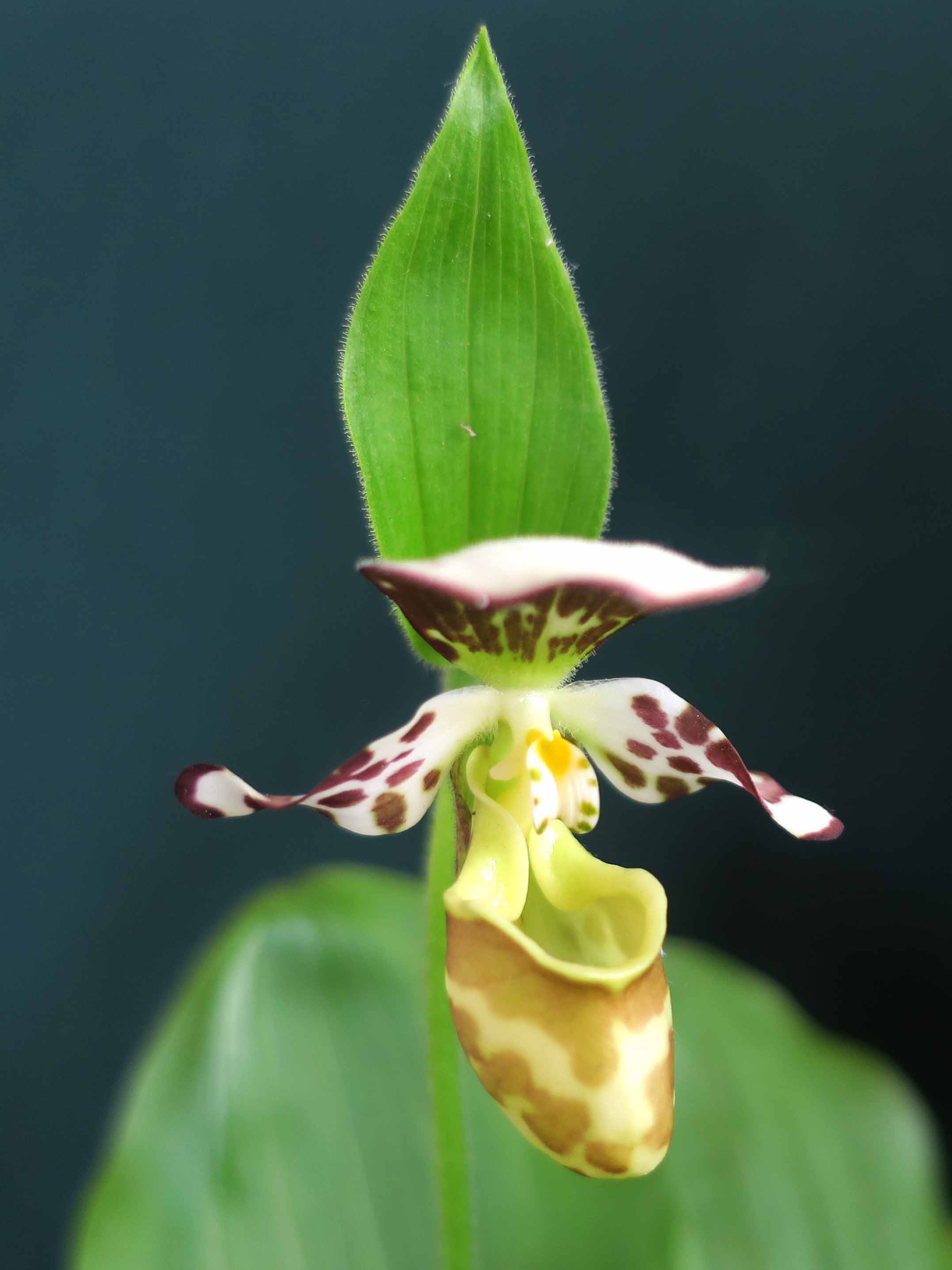 野生ラン 岩手北部産アツモリソウ苗 - 鉢植え